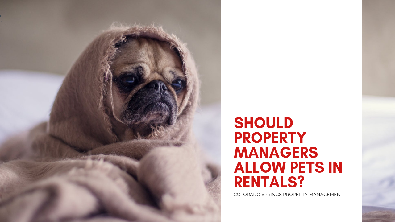 Should Colorado Springs Property Managers Allow Pets in Rentals?